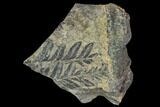 Carboniferous Fossil Ferns (Sphenopteris) - Poland #111655-1
